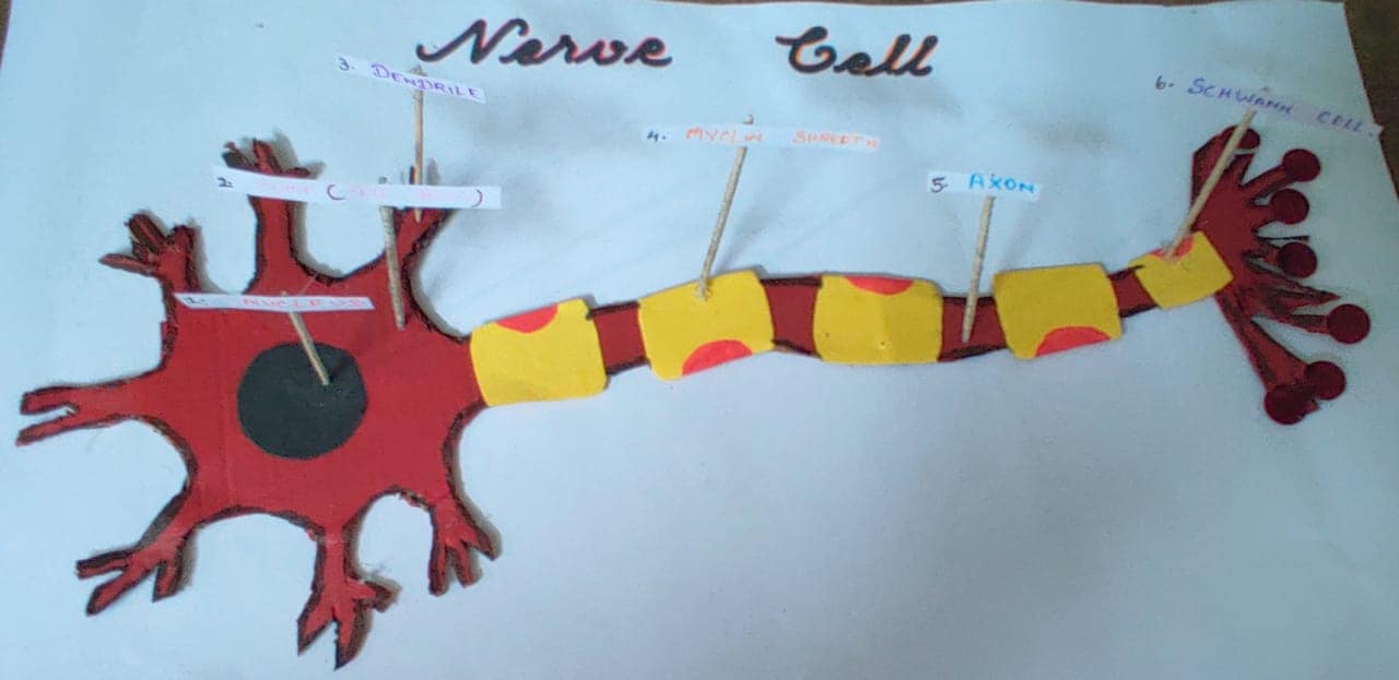 Neuron model structure 